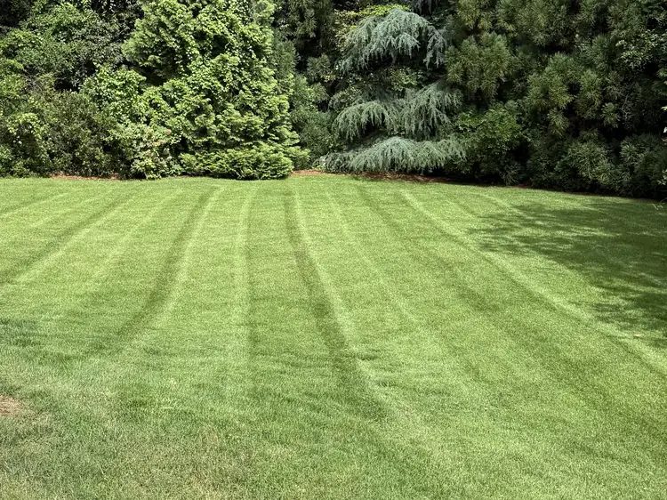 A freshly mowed backyard lawn with even stripes, edged clean against a line of evergreens